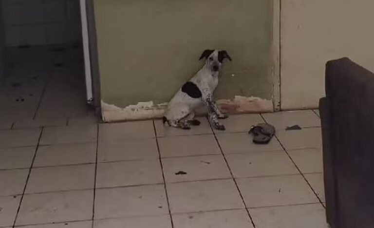 Cachorro em situação de maus-tratos é resgatado na Zona Sul de Aracaju
