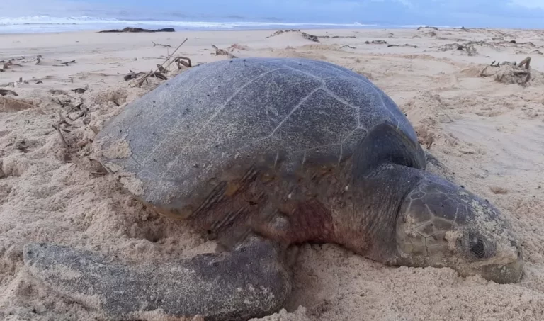 Ataque de cães a tartarugas marinhas: oito fêmeas foram mortas durante a desova este ano em Sergipe