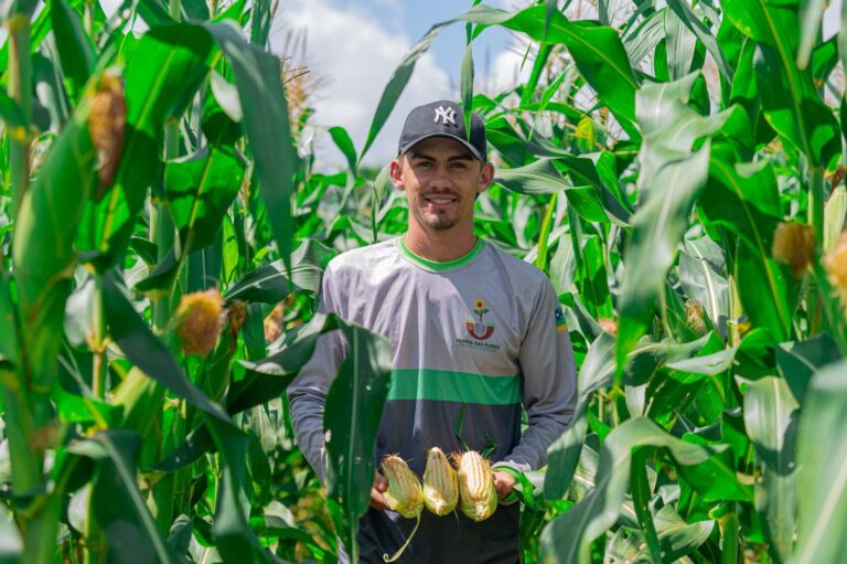 Agricultores contam com ações do Governo de Sergipe e asseguram produção do milho para o São João