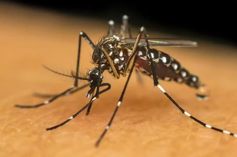 Aracaju tem índice médio de infestação pelo mosquito Aedes aegypti