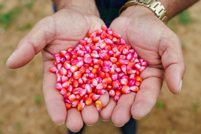 Agricultura em alta e exportações em expansão comprovam força do agronegócio sergipano