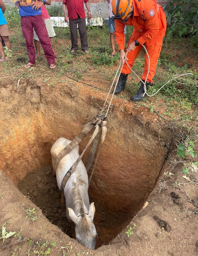 Cavalo é resgatado após cair em buraco de 2,5 metros em Ribeirópolis