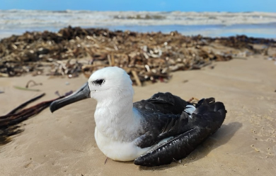 Temporada de aves migratórias exigem atenção nas praias de Sergipe