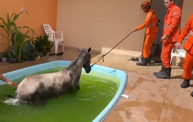 Égua é resgatada por bombeiros após cair em piscina na Barra dos Coqueiros
