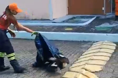 Carcarás são resgatados de área de ventilação de condomínio em Aracaju