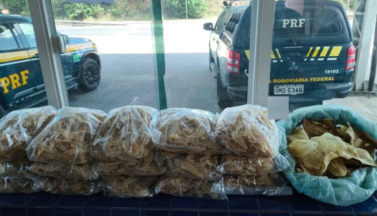 PRF e Ibama apreendem carga irregular de pescados em Estância