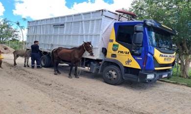 Jaguar-Boiadeiro recolhe 227 animais em rodovias estaduais de Sergipe